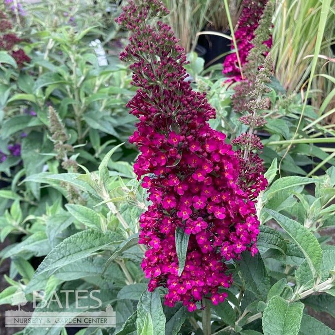 #3 Buddleia x Chrysalis &#39;Cranberry&#39;/ Butterfly Bush