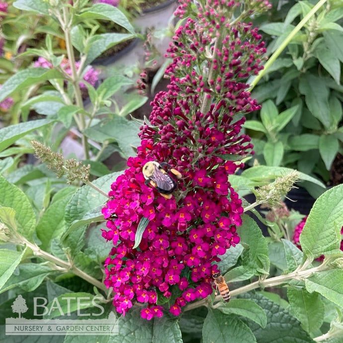 #3 Buddleia x Chrysalis &#39;Cranberry&#39;/ Butterfly Bush
