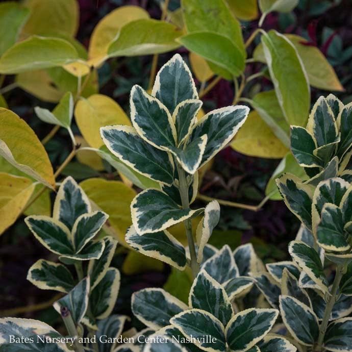 Topiary Cone #5 Euonymus japonicus Silver King/ Variegated