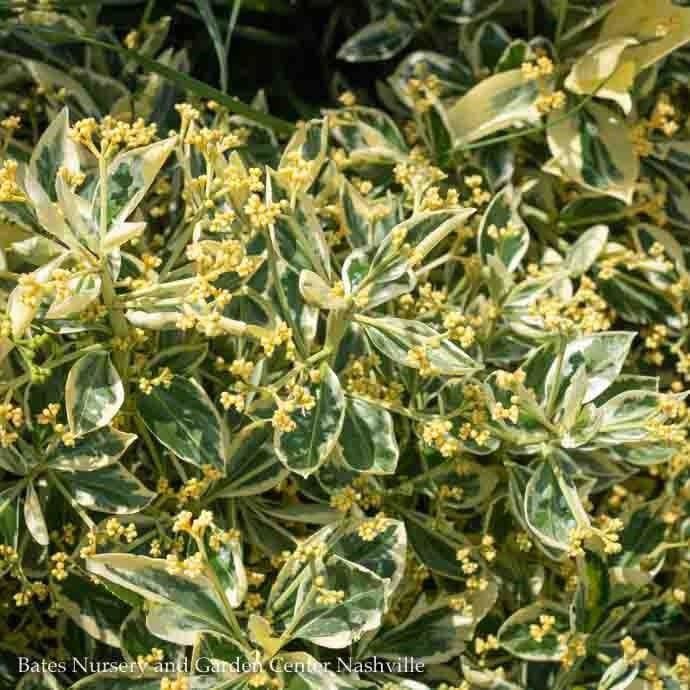 Topiary Cone #5 Euonymus japonicus Silver King/ Variegated