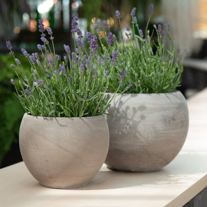 Pot Luna Sphere /Bowl 5.25&quot; Dark Basalt /Terracotta