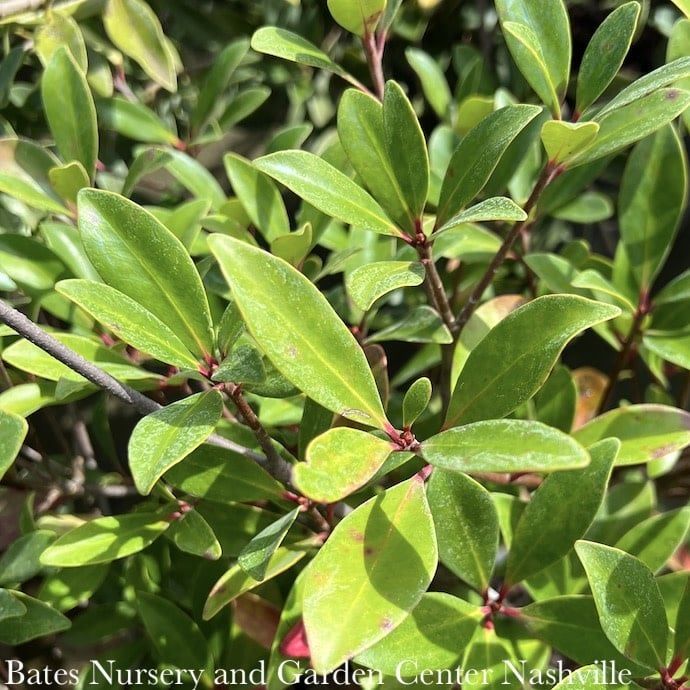 #3 Cleyera japonica SL Leann/ Ternstroemia