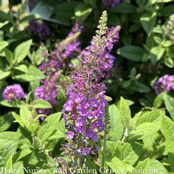 #3 Buddleia x Chrysalis &#39;Blue&#39;/ Butterfly Bush