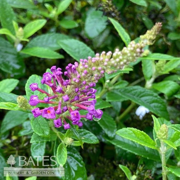 #3 Buddleia x Chrysalis &#39;Blue&#39;/ Butterfly Bush