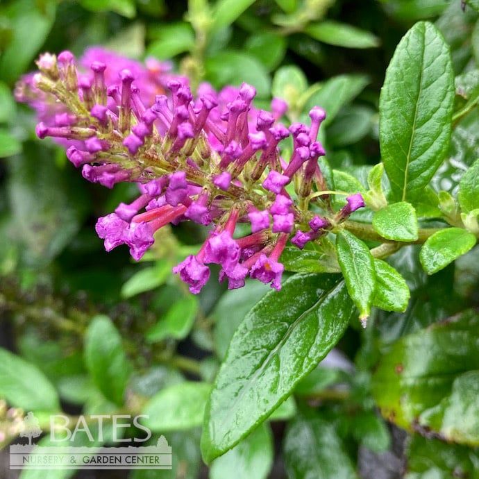 #3 Buddleia x Chrysalis &#39;Blue&#39;/ Butterfly Bush