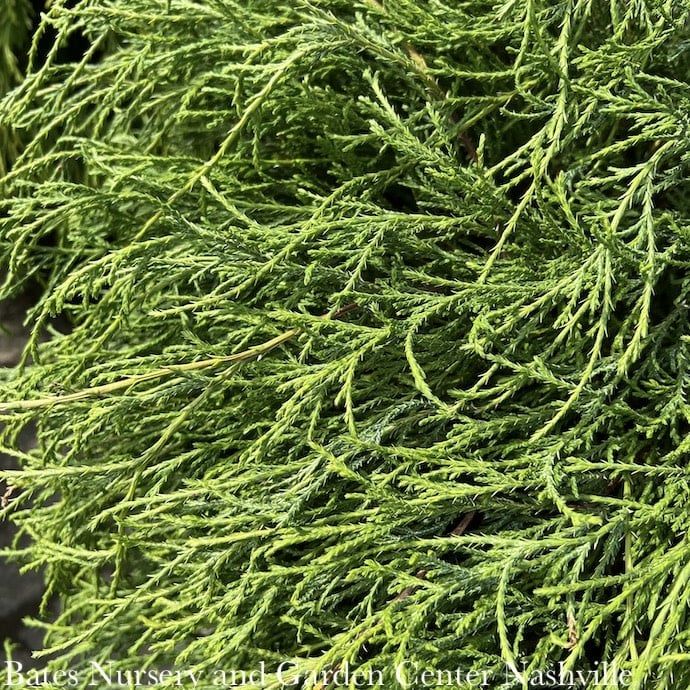 #3 Chamaecyparis pis Filifera/ Green Threadleaf Falsecypress