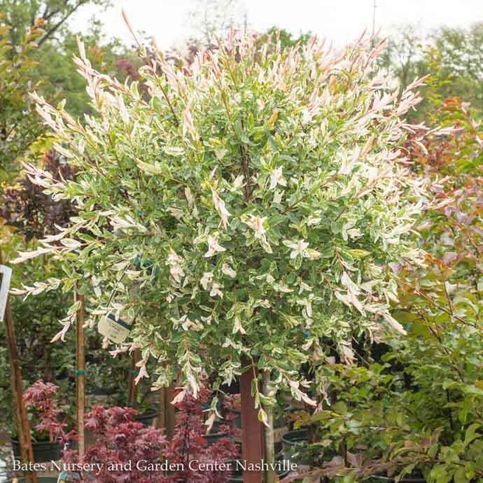Topiary Patio Tree #5 Salix integra Flamingo/ Variegated Dappled Willow
