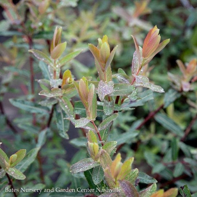Topiary Patio Tree #5 Salix integra Flamingo/ Variegated Dappled Willow