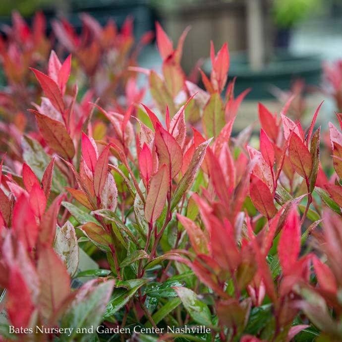 #2 Leucothoe fontanesiana Leafscapes &#39;Little Flames&#39;/ Compact Native (TN)