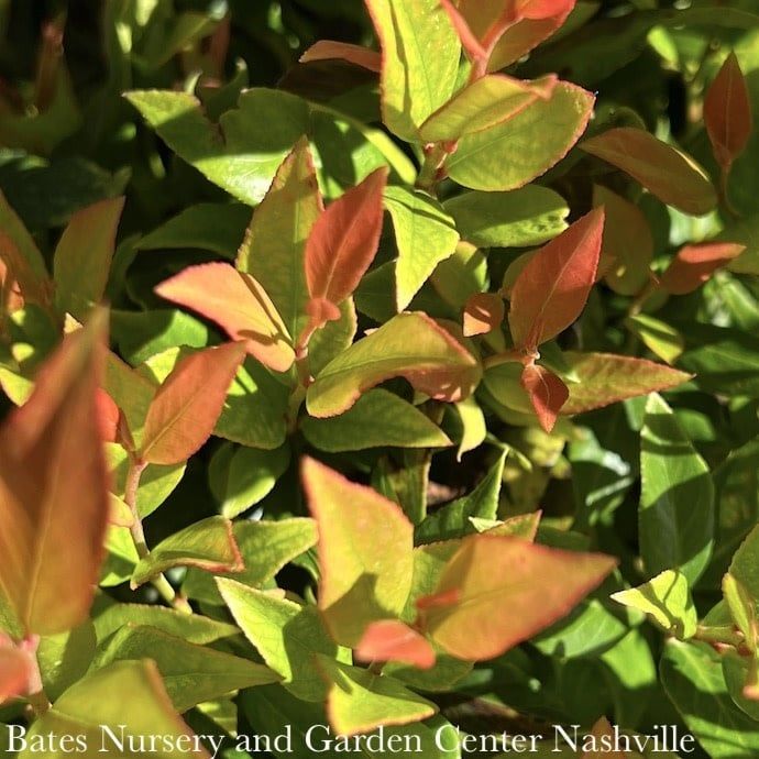 #2 Leucothoe fontanesiana Leafscapes &#39;Little Flames&#39;/ Compact Native (TN)