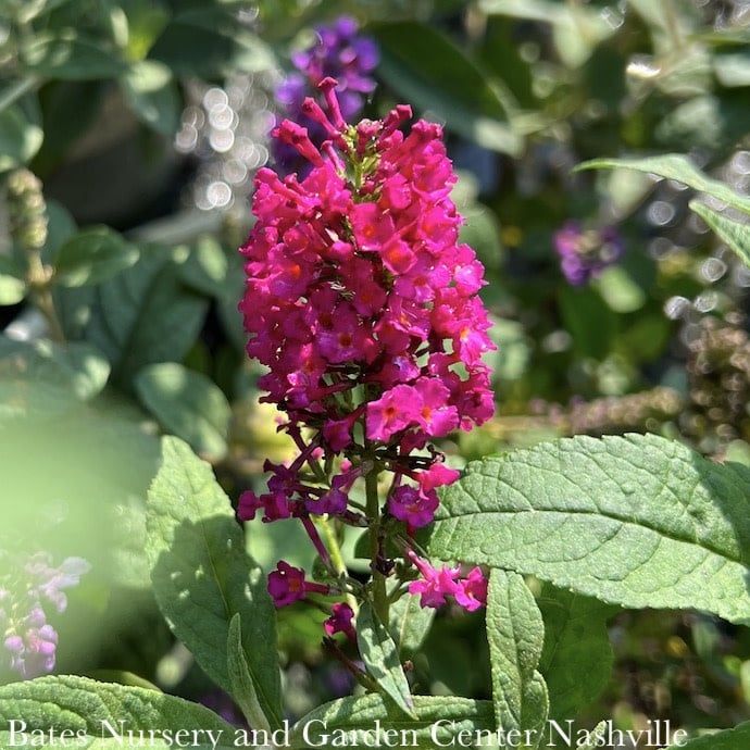 #3 Buddleia Cranrazz/ Red Butterfly Bush
