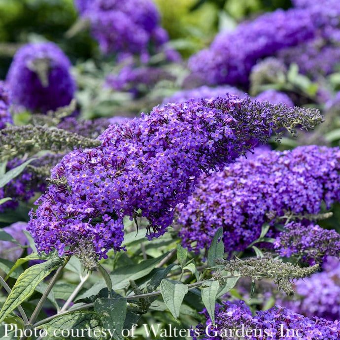 #1 Buddleia Violet Cascade/ Butterfly Bush