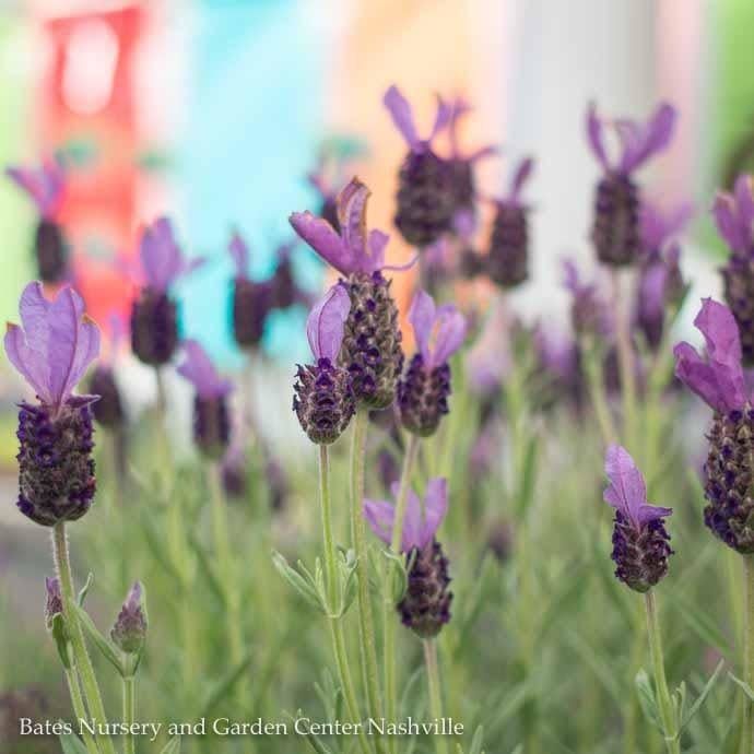 Topiary Patio Tree #2 Lavandula sto Anouk/ Spanish Lavender - No Warranty