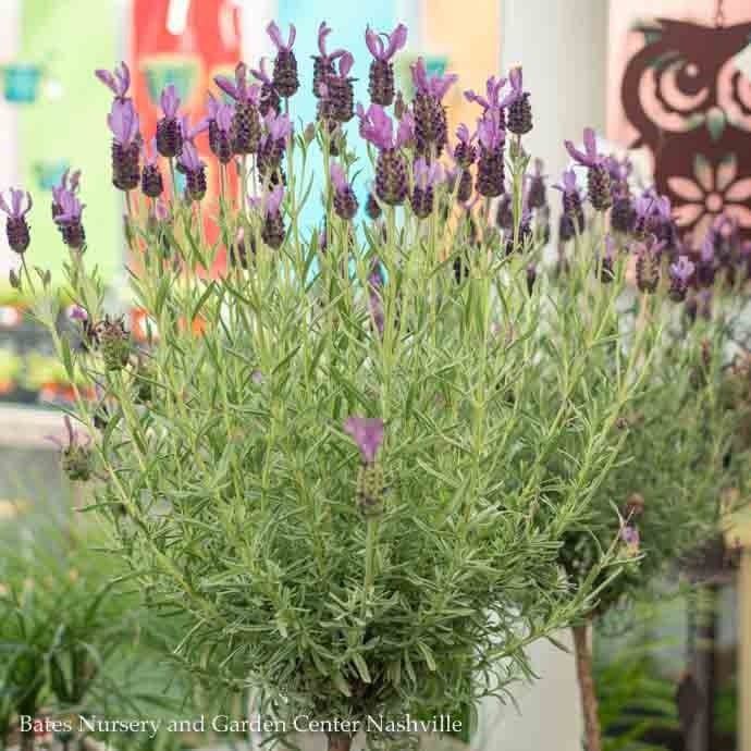 Topiary Patio Tree #2 Lavandula sto Anouk/ Spanish Lavender - No Warranty