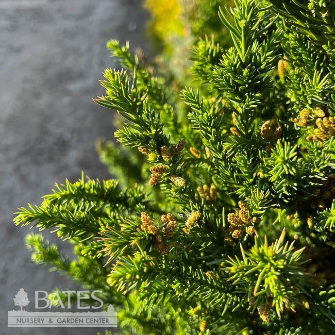 #6 Cryptomeria japonica Black Dragon/ Japanese False Cedar