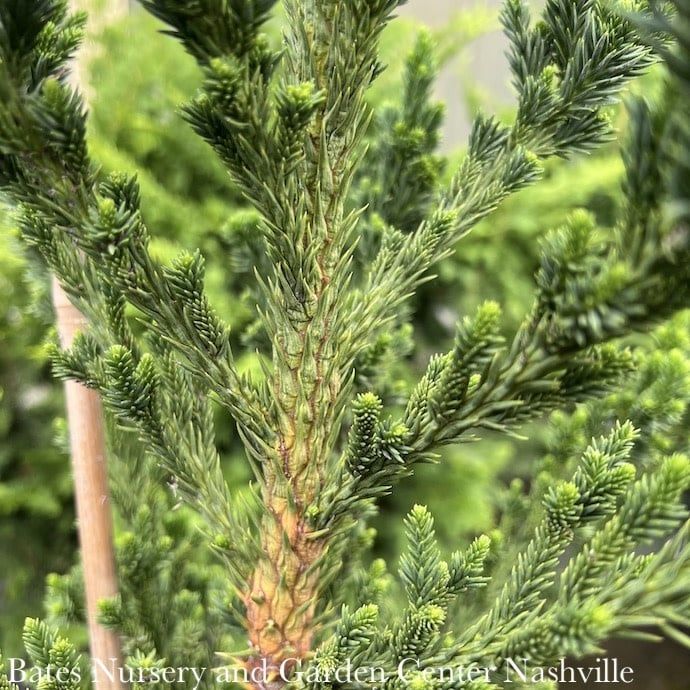 #6 Cryptomeria japonica Black Dragon/ Japanese False Cedar