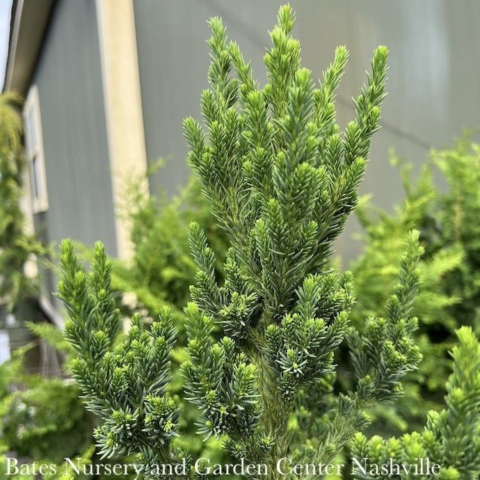 #6 Cryptomeria japonica Black Dragon/ Japanese False Cedar