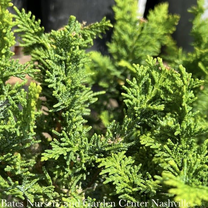 #6 Chamaecyparis obt Filicoides COMPACTA/ Fernspray Falsecypress