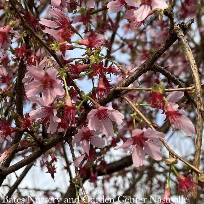 #15 Prunus x Okame/ Pink Flowering Cherry