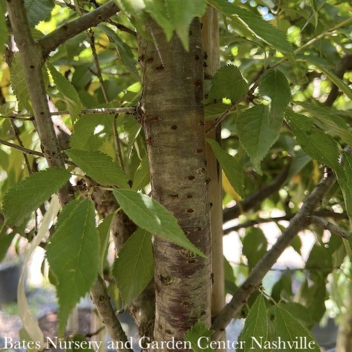 #15 Prunus x Okame/ Pink Flowering Cherry