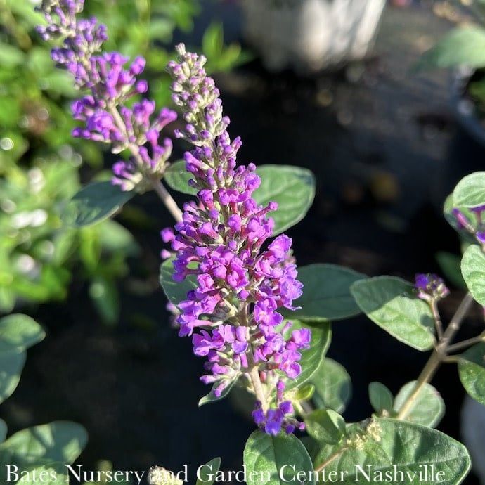 #2 Buddleia Lo &amp; Behold Blue Chip JR/ Dwarf Butterfly Bush