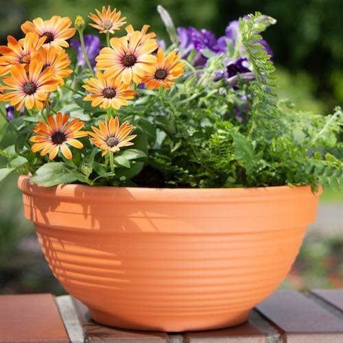 Pot Planter Bowl 3.5" w/Lines Terracotta