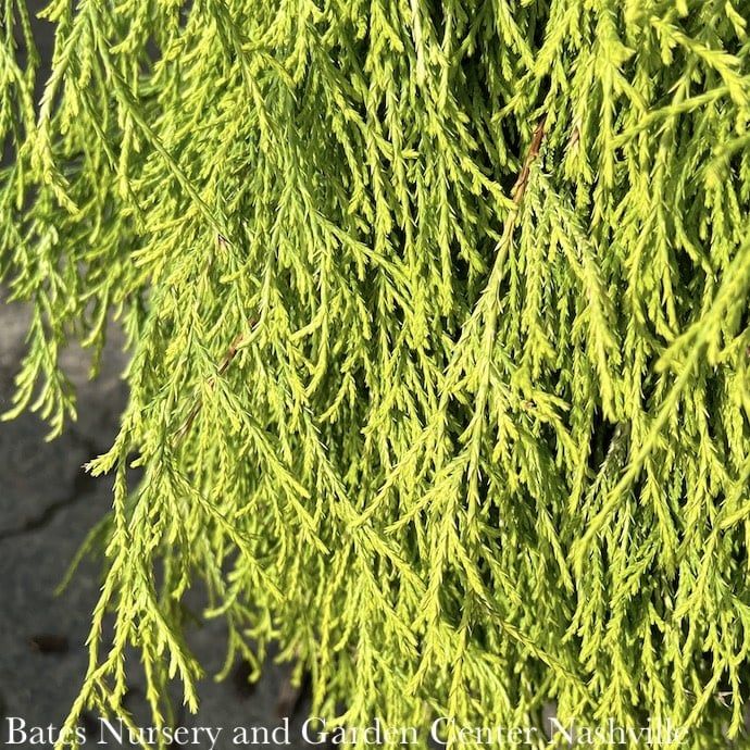 #3 Chamaecyparis pis Golden Mop/ Threadleaf Falsecypress