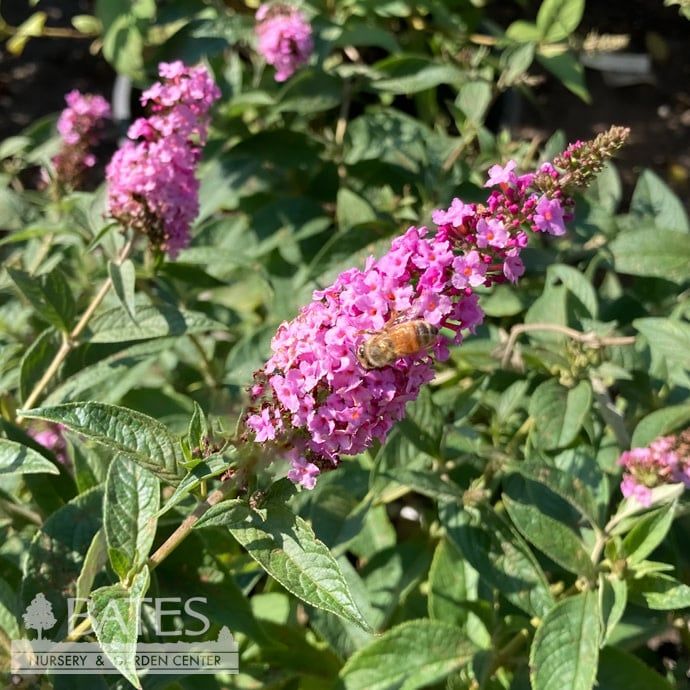 #2s Buddleia PW Lo &amp; Behold &#39;Pink Micro Chip&#39;/ Dwarf Butterfly Bush