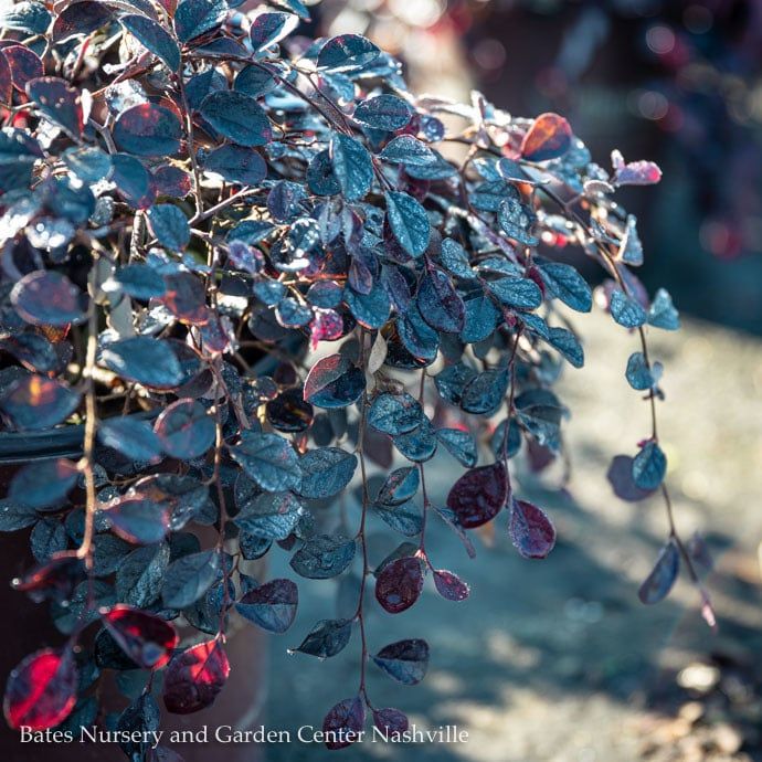 #3 Loropetalum chin SL Purple Pixie/Dwarf Semi-Evergreen Fringeflower - No Warranty