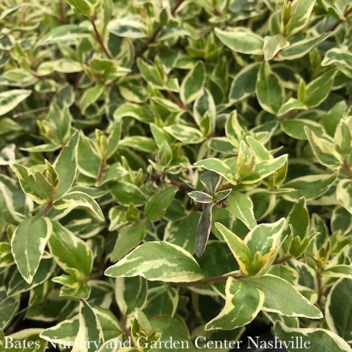 #3 Abelia x grand Twist of Vanilla/ Variegated