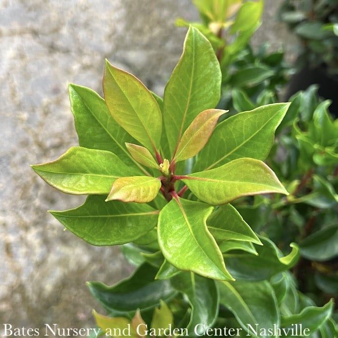 #3 Kalmia latifolia Olympic Fire/ Mountain Laurel Native (TN) - No Warranty