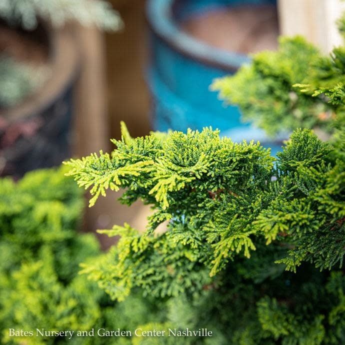 #6 Chamaecyparis obt Dainty Doll/ Dwarf Hinoki Falsecypress