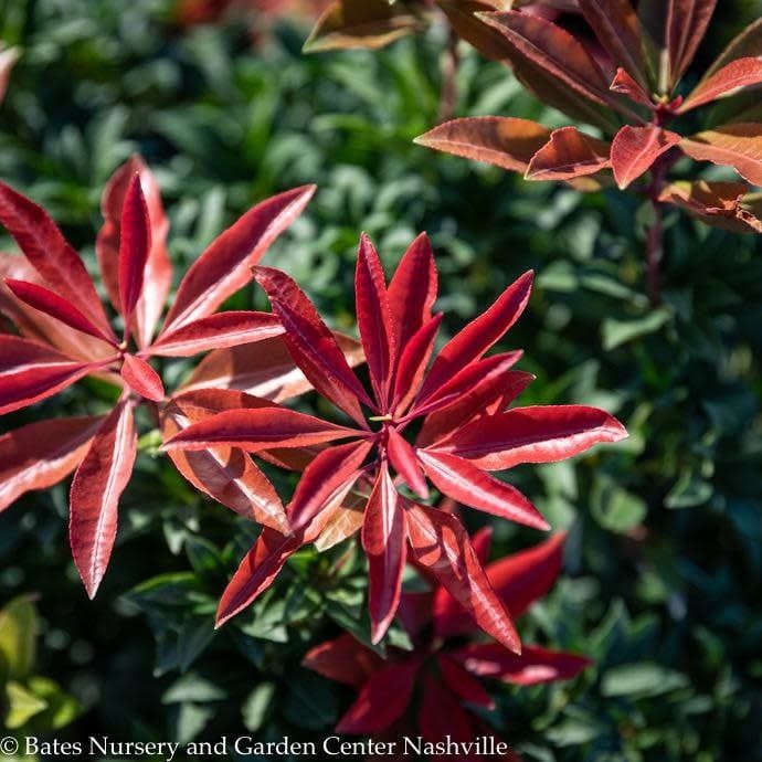 #3 Pieris japonica Mountain Fire/ White