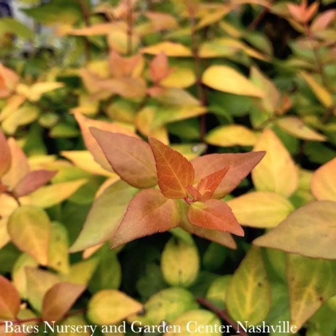 #3 Abelia x grand Canyon Creek