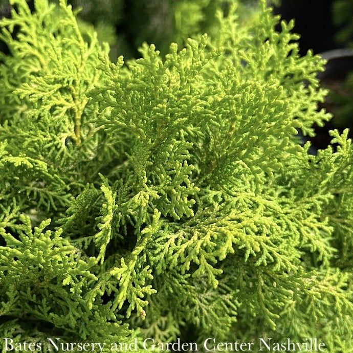 LPP(4p) Chamaecyparis obt Melody/ Dwarf Hinoki Falsecypress