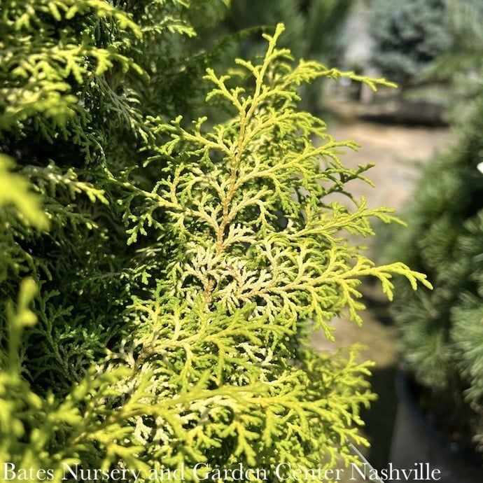 LPP(4p) Chamaecyparis obt Melody/ Dwarf Hinoki Falsecypress