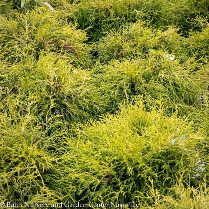 #5 Chamaecyparis pis Golden Charm/ Threadleaf Falsecypress