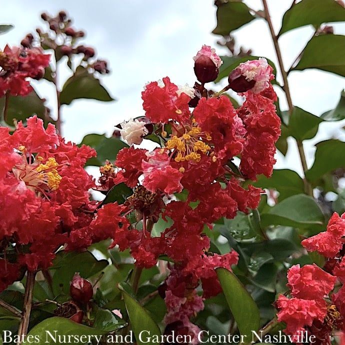 #5 Lagerstroemia Siren Red/ Oxblood-red Crape Myrtle