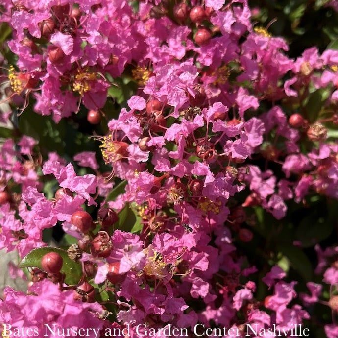 #3 Lagerstroemia Barista &#39;Peppermint Mocha&#39;/ Dwarf Crape Myrtle