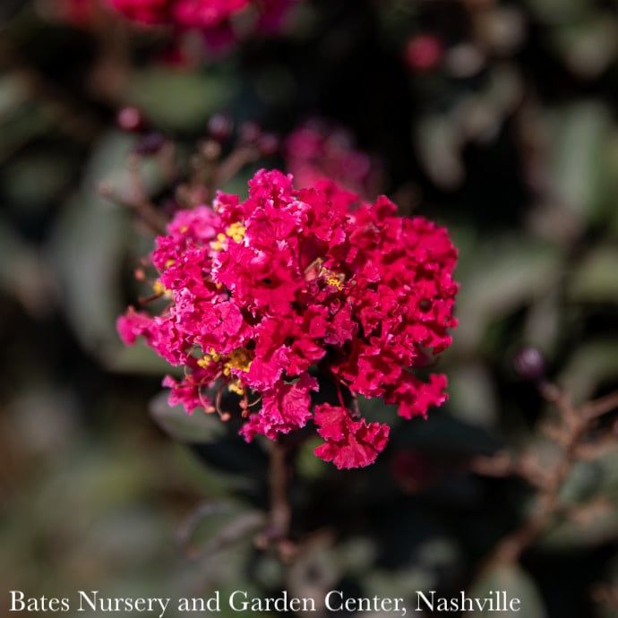 Topiary Patio Tree #5 Lagerstroemia DOUBLE Dynamite/ True-red Semi-dwarf Crape Myrtle
