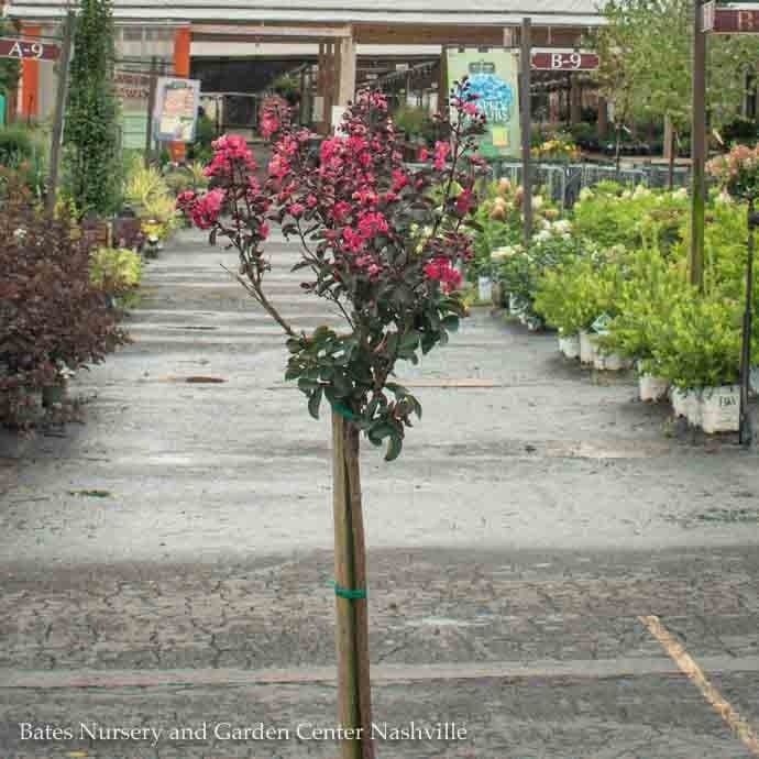 Topiary Patio Tree #5 Lagerstroemia DOUBLE Dynamite/ True-red Semi-dwarf Crape Myrtle