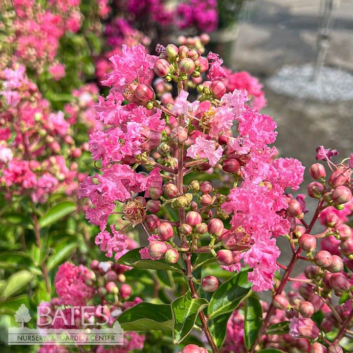 #5 Lagerstroemia Petite Embers/ Rosy-red Dwarf Crape Myrtle