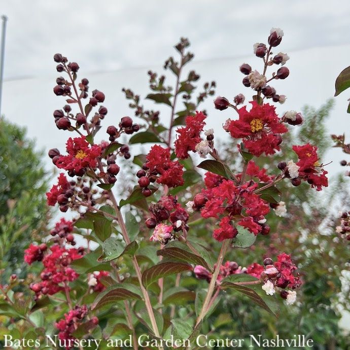 #3 Lagerstroemia Dynamite/ True-red Semi-dwarf Crape Myrtle