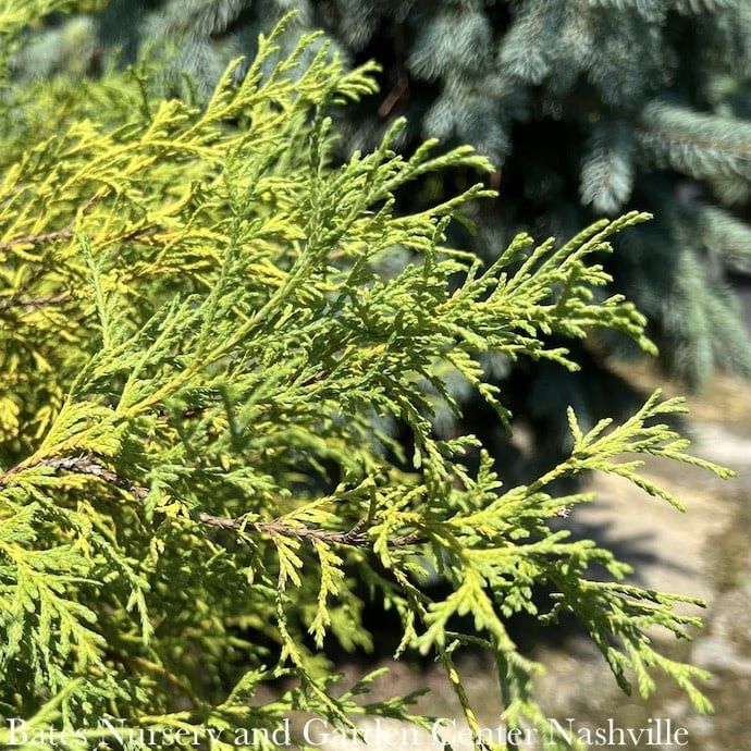 #6 Chamaecyparis pis Filifera/ Green Threadleaf Falsecypress