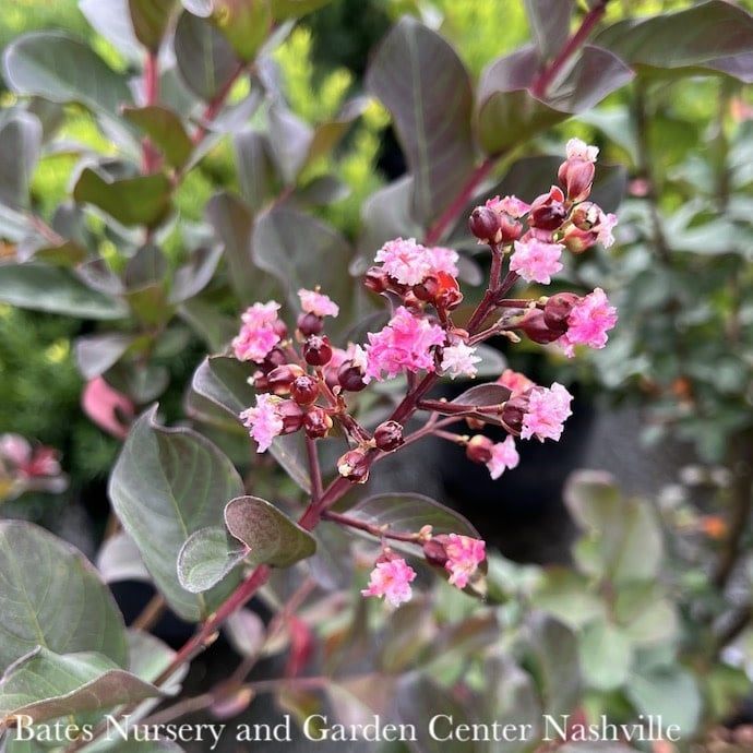 #15 Lagerstroemia Pink Velour/ Hot-pink Semi-dwarf Crape Myrtle