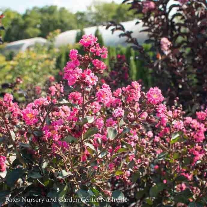 #15 Lagerstroemia Pink Velour/ Hot-pink Semi-dwarf Crape Myrtle