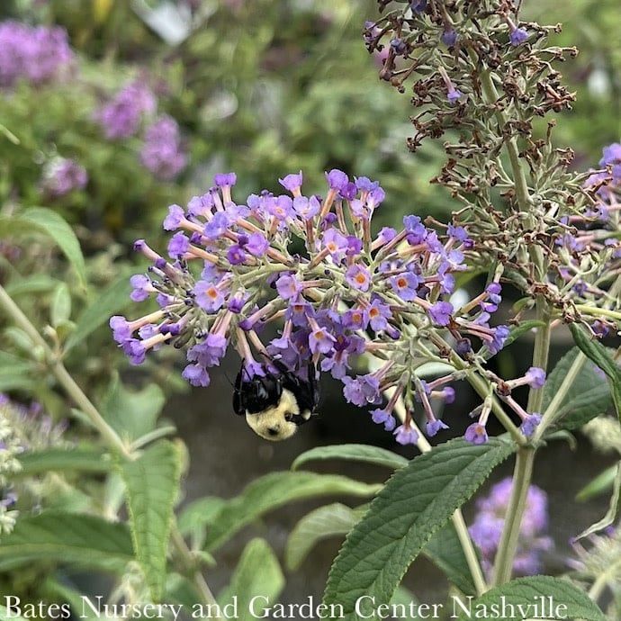 #1 Buddleia PW Lo &amp; Behold &#39;Purple Haze&#39;/ Dwarf Butterfly Bush