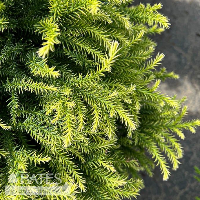 #3 Cryptomeria japonica Golden Promise/ Dwarf Globe Japanese False Cedar