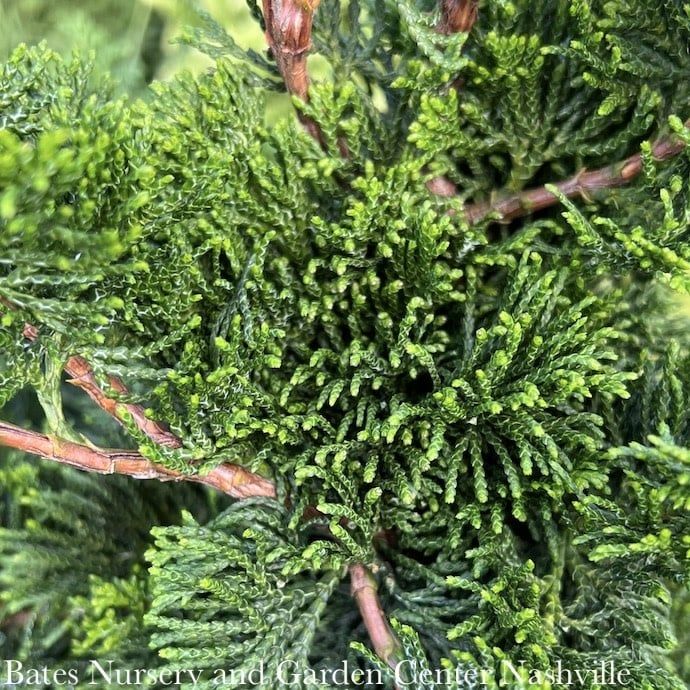#6 Chamaecyparis obt Iseli Green/ Hinoki Falsecypress