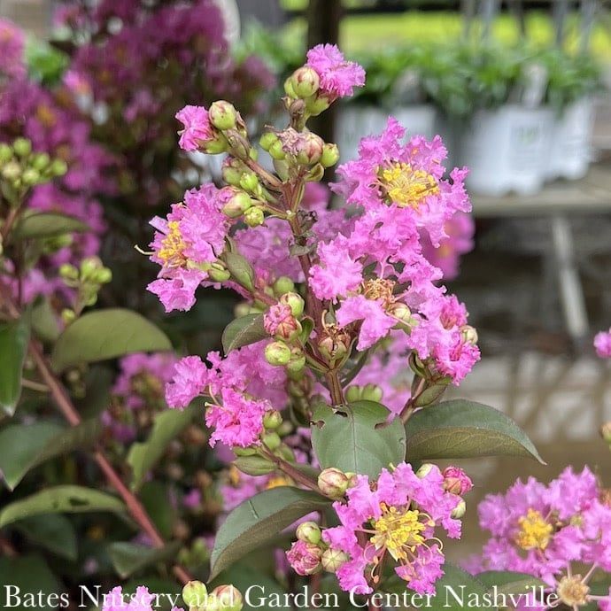 #3 Lagerstroemia Barista &#39;Sweet Macchiato&#39;/ Dwarf Pink Crape Myrtle